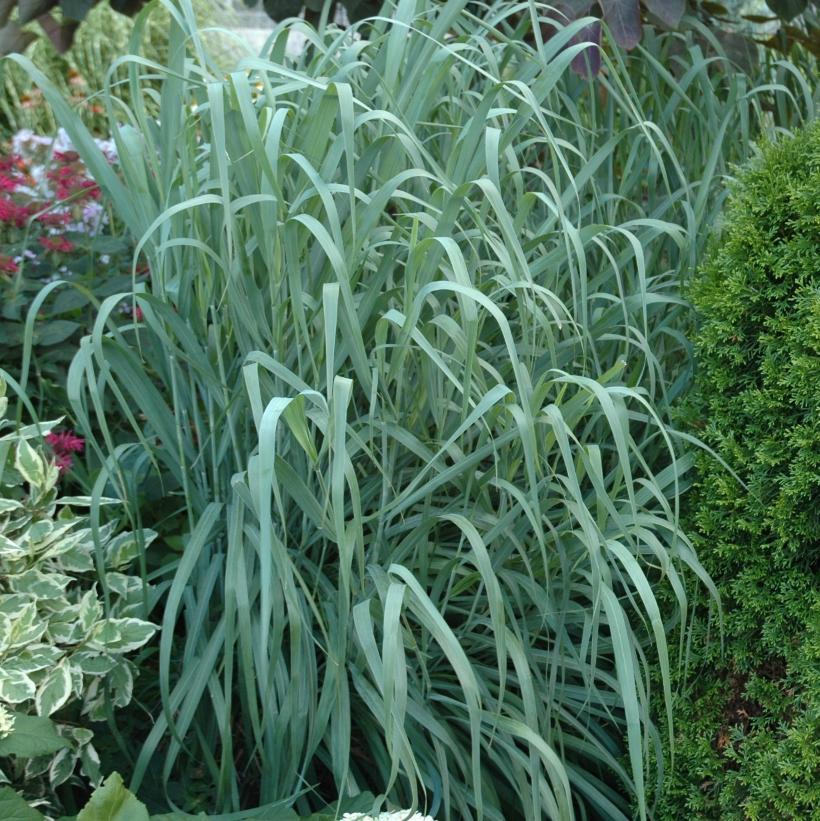 G0187 Grass, Panicum Virgatum 'dallas Blues' - View 8 from www redcrocus com