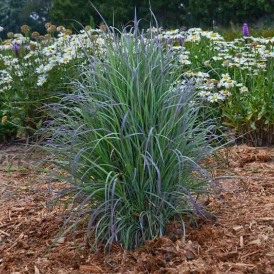 G0188 Grass, Schizachyrium 'twilight Zone' - View 11 from www redcrocus com