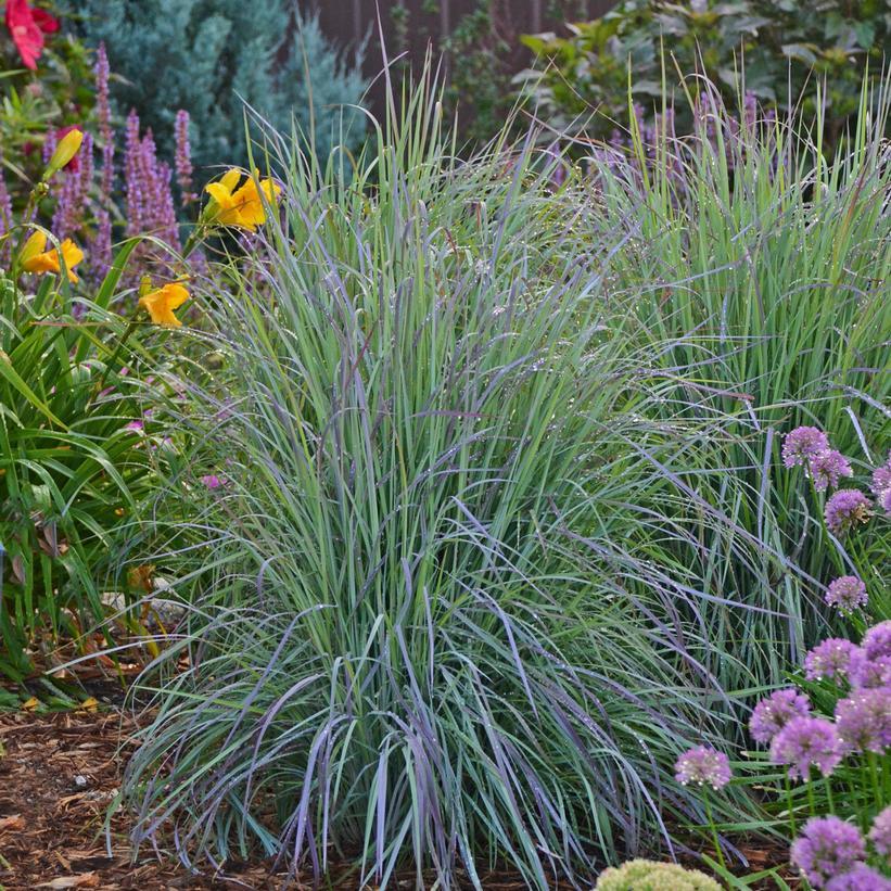 G0188 Grass, Schizachyrium 'twilight Zone' - View 12 from www redcrocus com