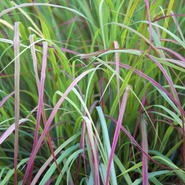 G0188 Grass, Schizachyrium 'twilight Zone' - View 13 from www redcrocus com