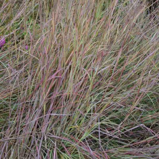 G0188 Grass, Schizachyrium 'twilight Zone' - View 15 from www redcrocus com