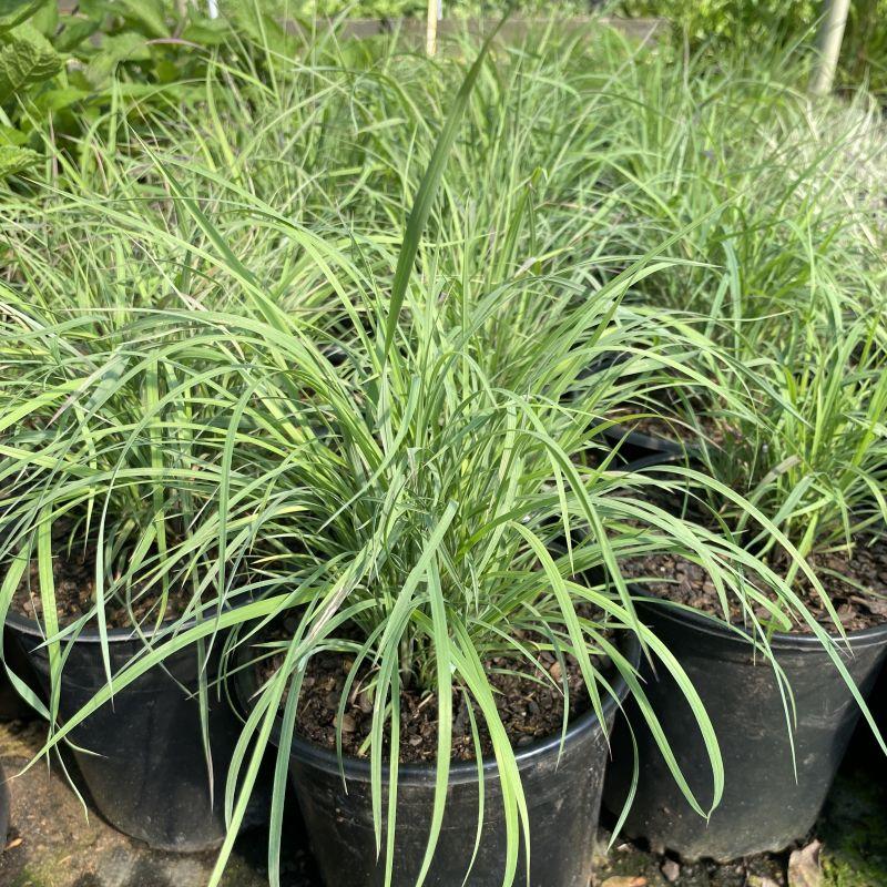 G0188 Grass, Schizachyrium 'twilight Zone' - View 16 from www redcrocus com