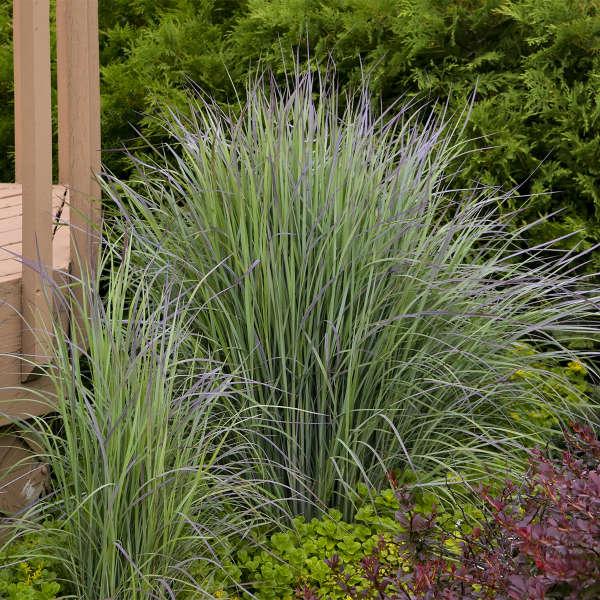 G0188 Grass, Schizachyrium 'twilight Zone' - View 18 from www redcrocus com