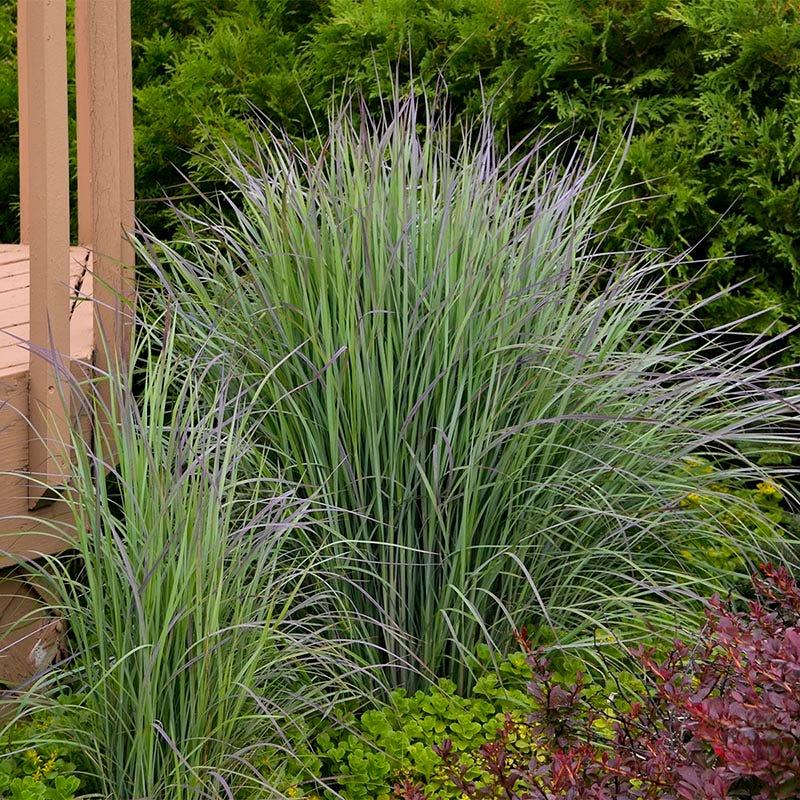 G0188 Grass, Schizachyrium 'twilight Zone' - View 19 from www redcrocus com