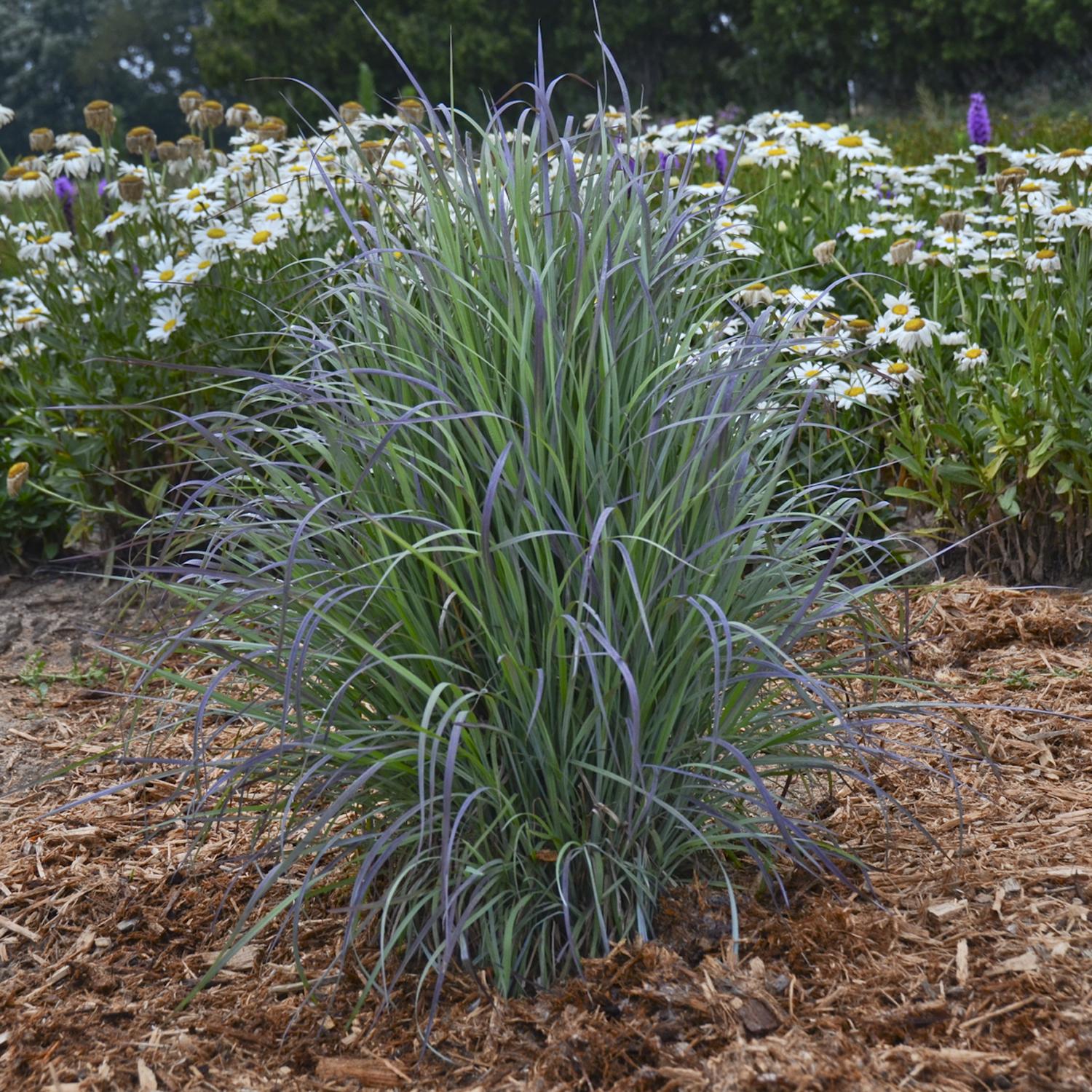 G0188 Grass, Schizachyrium 'twilight Zone' - View 20 from www redcrocus com