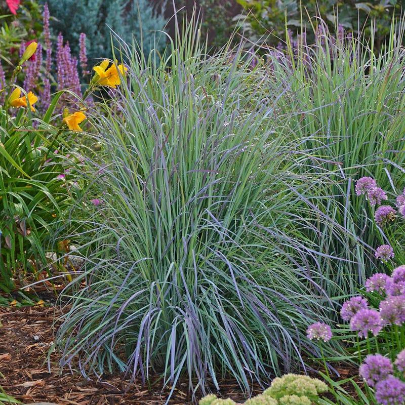G0188 Grass, Schizachyrium 'twilight Zone' - View 21 from www redcrocus com