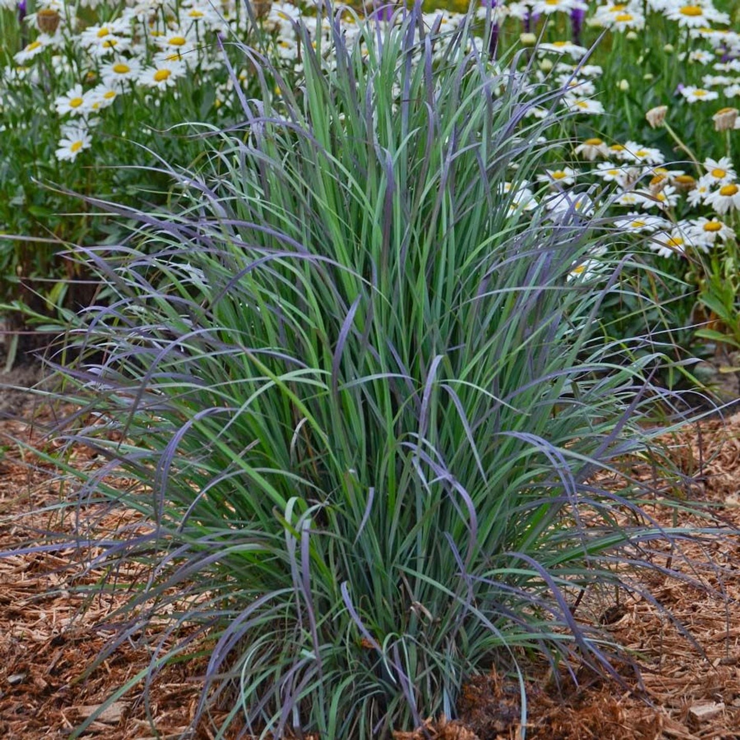 G0188 Grass, Schizachyrium 'twilight Zone' - View 23 from www redcrocus com