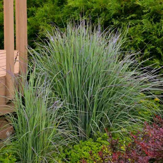 G0188 Grass, Schizachyrium 'twilight Zone' - View 24 from www redcrocus com