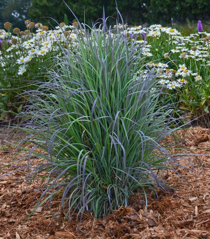 G0188 Grass, Schizachyrium 'twilight Zone' - View 26 from www redcrocus com
