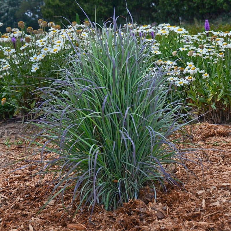 G0188 Grass, Schizachyrium 'twilight Zone' - View 29 from www redcrocus com