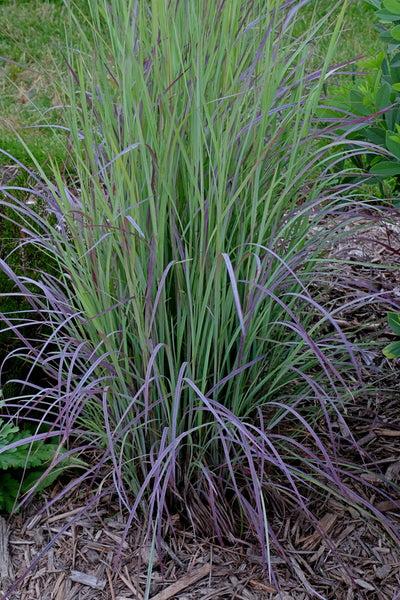 G0188 Grass, Schizachyrium 'twilight Zone' - View 2 from www redcrocus com