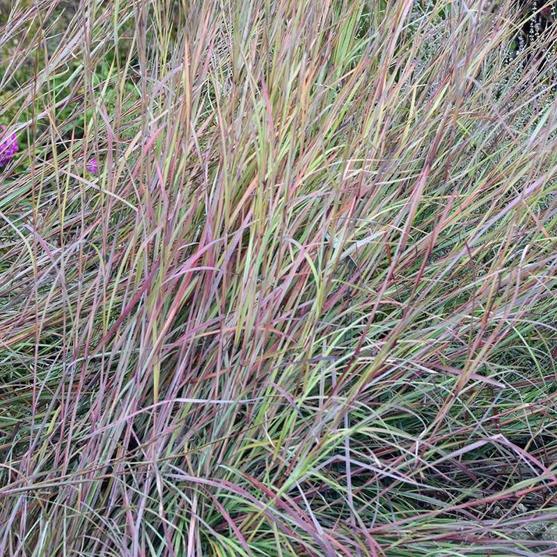 G0188 Grass, Schizachyrium 'twilight Zone' - View 30 from www redcrocus com