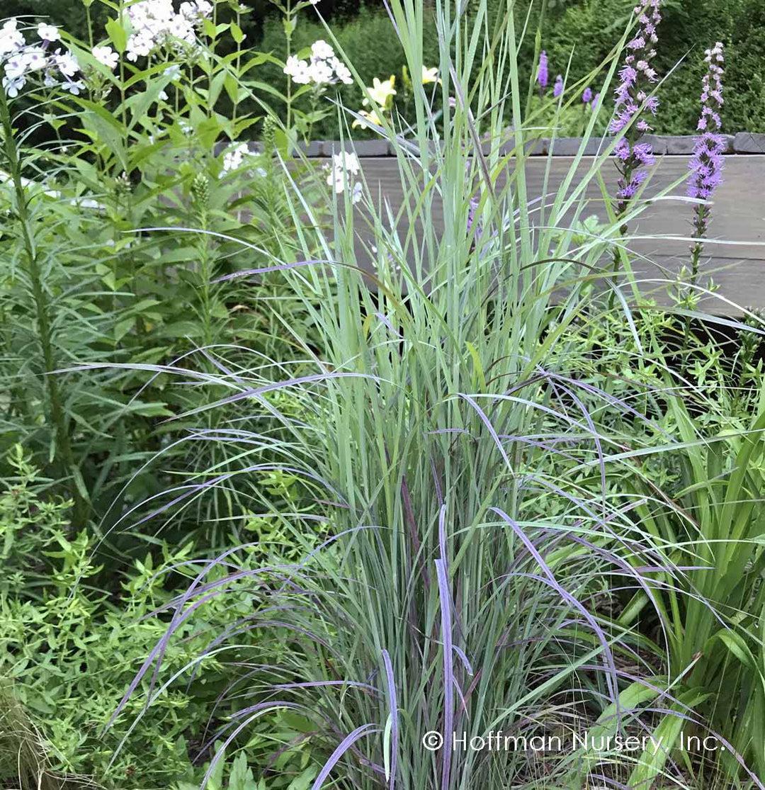 G0188 Grass, Schizachyrium 'twilight Zone' - View 31 from www redcrocus com