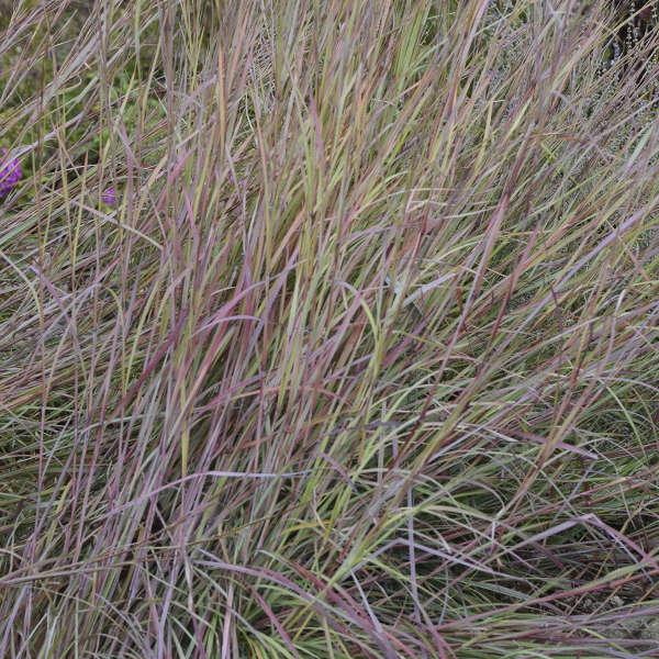 G0188 Grass, Schizachyrium 'twilight Zone' - View 33 from www redcrocus com