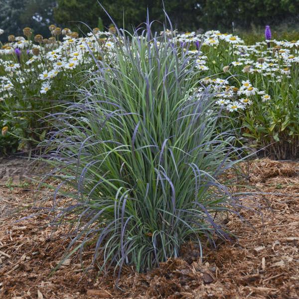 G0188 Grass, Schizachyrium 'twilight Zone' - View 7 from www redcrocus com