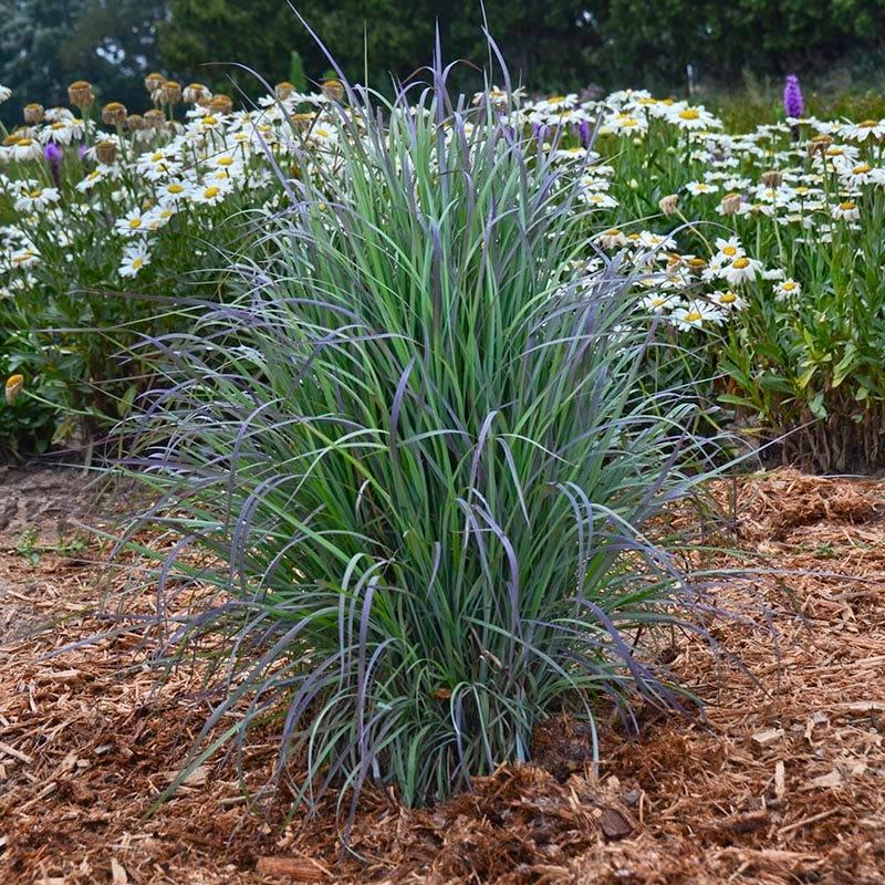 G0188 Grass, Schizachyrium 'twilight Zone' - View 8 from www redcrocus com