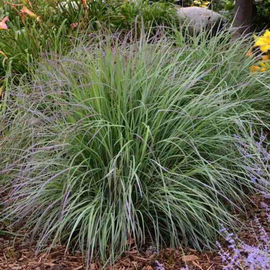 G0188 Grass, Schizachyrium 'twilight Zone' - View 9 from www redcrocus com