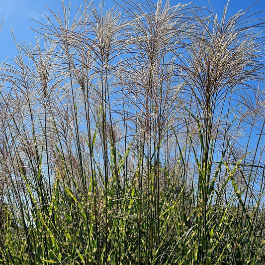 G0193 Grass, Miscanthus Sinensis 'strictus' - View 7 from www redcrocus com