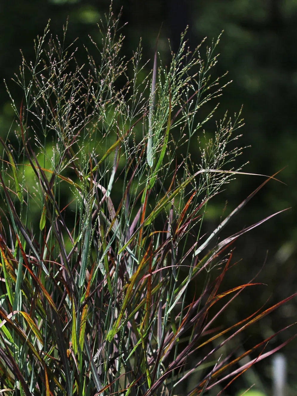 G0198 Grass, Panicum Virgatum 'hot Rod' - View 11 from www redcrocus com