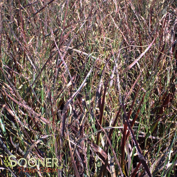 G0198 Grass, Panicum Virgatum 'hot Rod' - View 12 from www redcrocus com