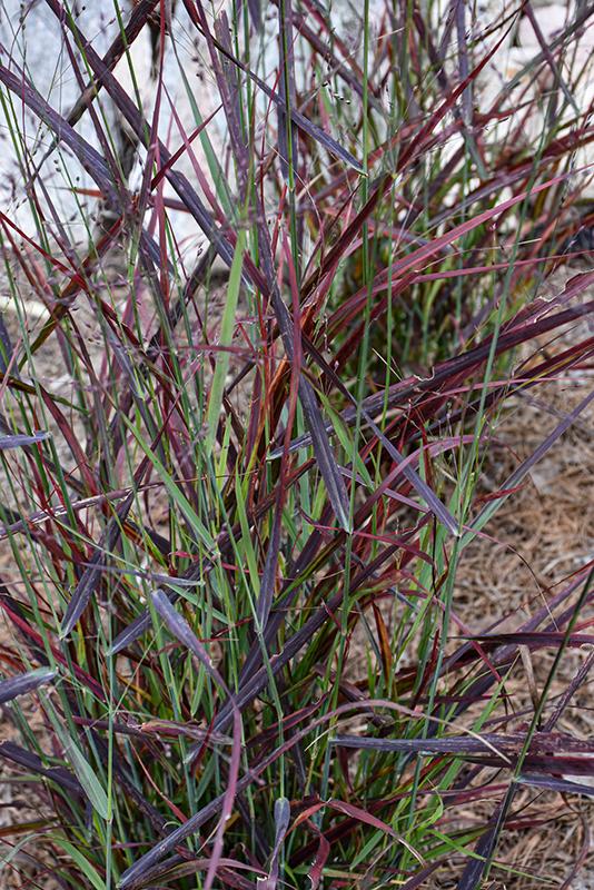 G0198 Grass, Panicum Virgatum 'hot Rod' - View 13 from www redcrocus com
