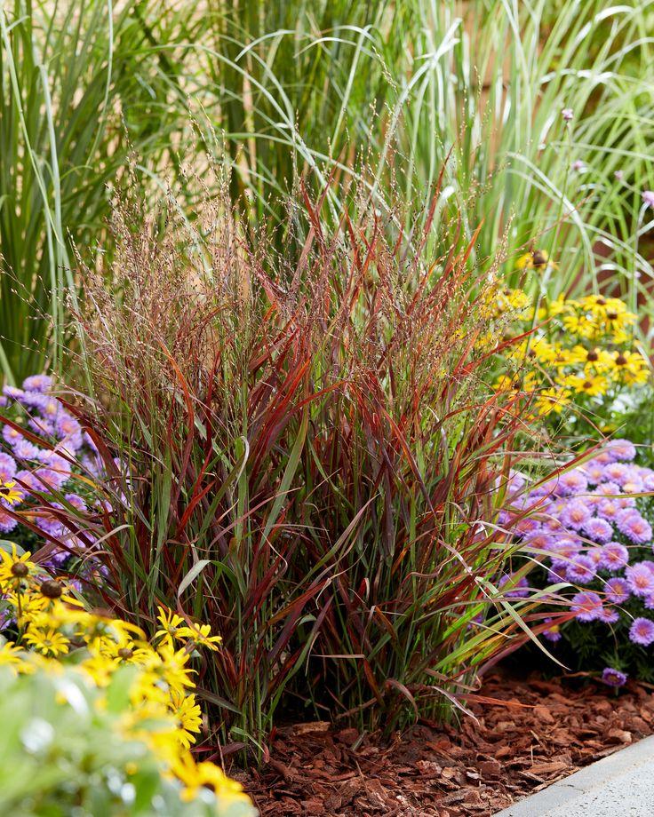 G0198 Grass, Panicum Virgatum 'hot Rod' - View 18 from www redcrocus com