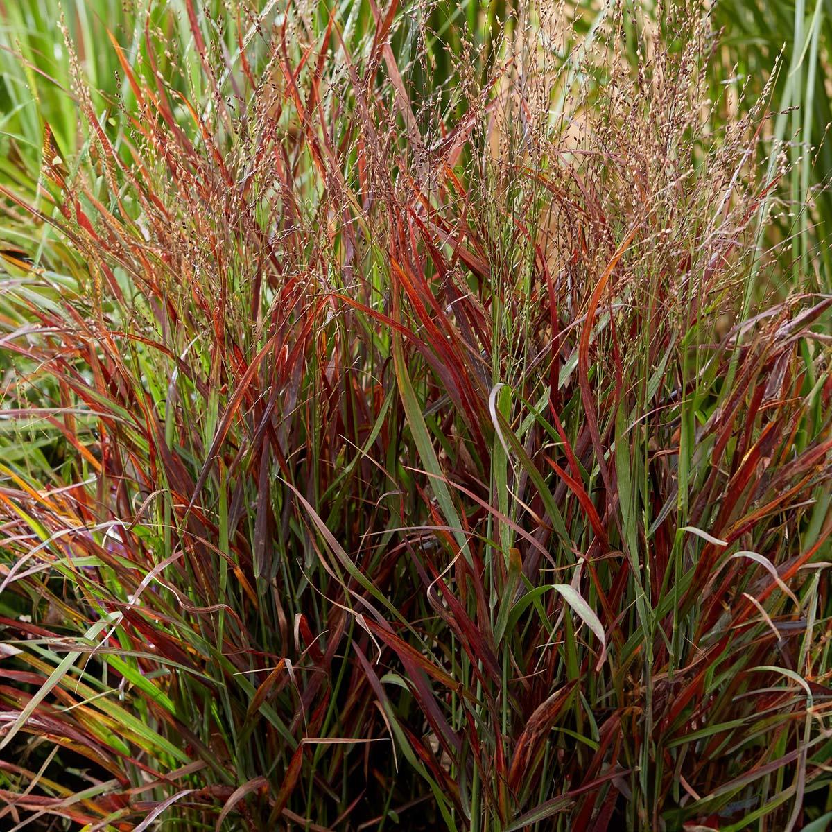 G0198 Grass, Panicum Virgatum 'hot Rod' - View 19 from www redcrocus com