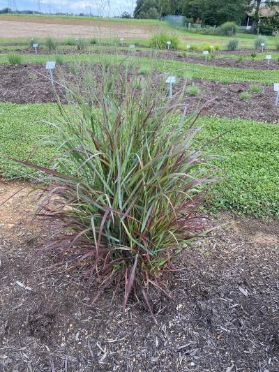 G0198 Grass, Panicum Virgatum 'hot Rod' - View 20 from www redcrocus com