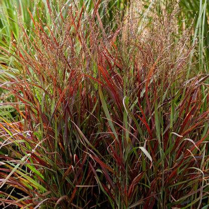 G0198 Grass, Panicum Virgatum 'hot Rod' - View 23 from www redcrocus com