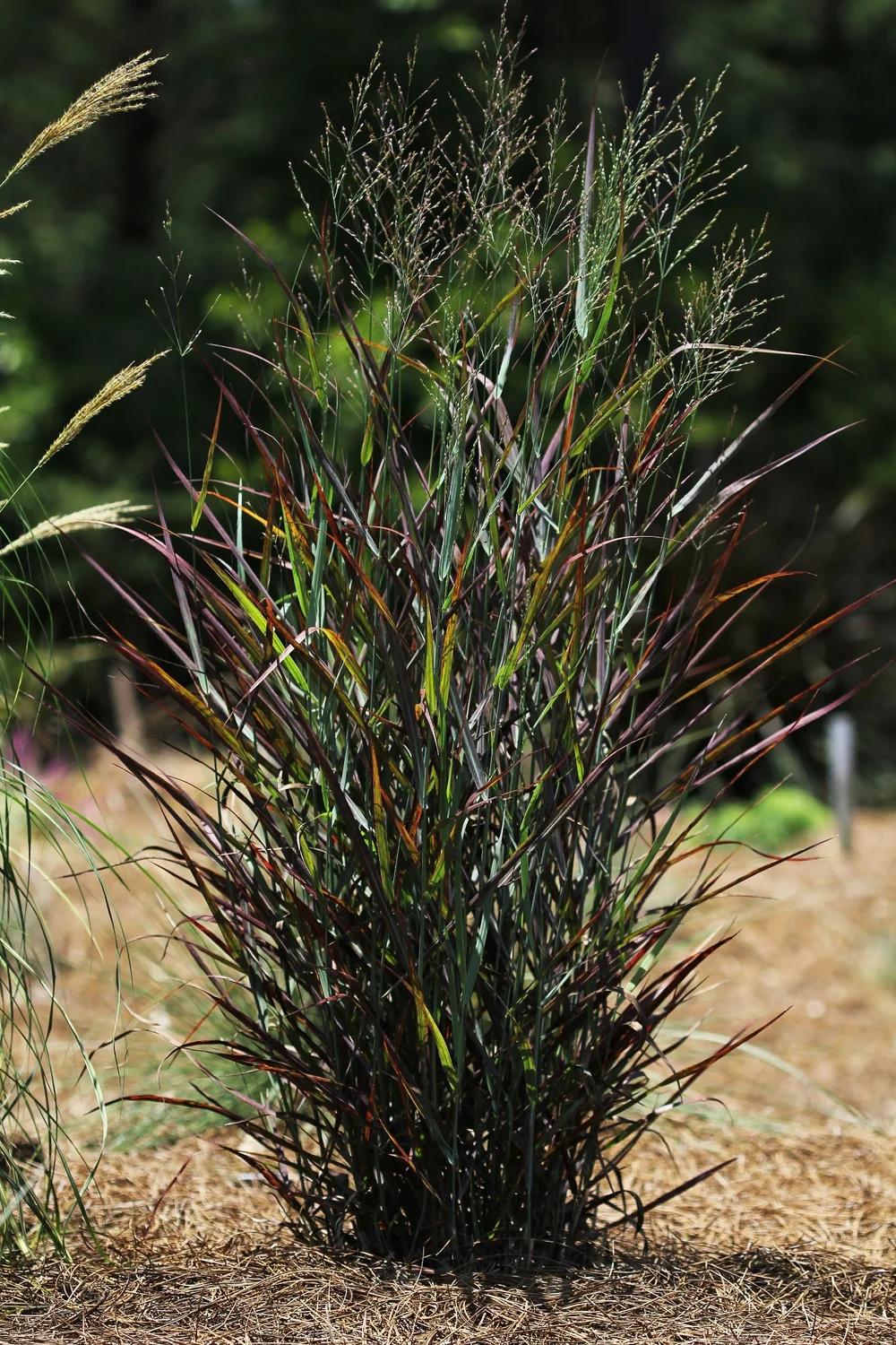 G0198 Grass, Panicum Virgatum 'hot Rod' - View 24 from www redcrocus com