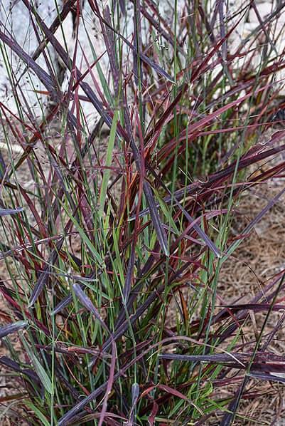 G0198 Grass, Panicum Virgatum 'hot Rod' - View 26 from www redcrocus com