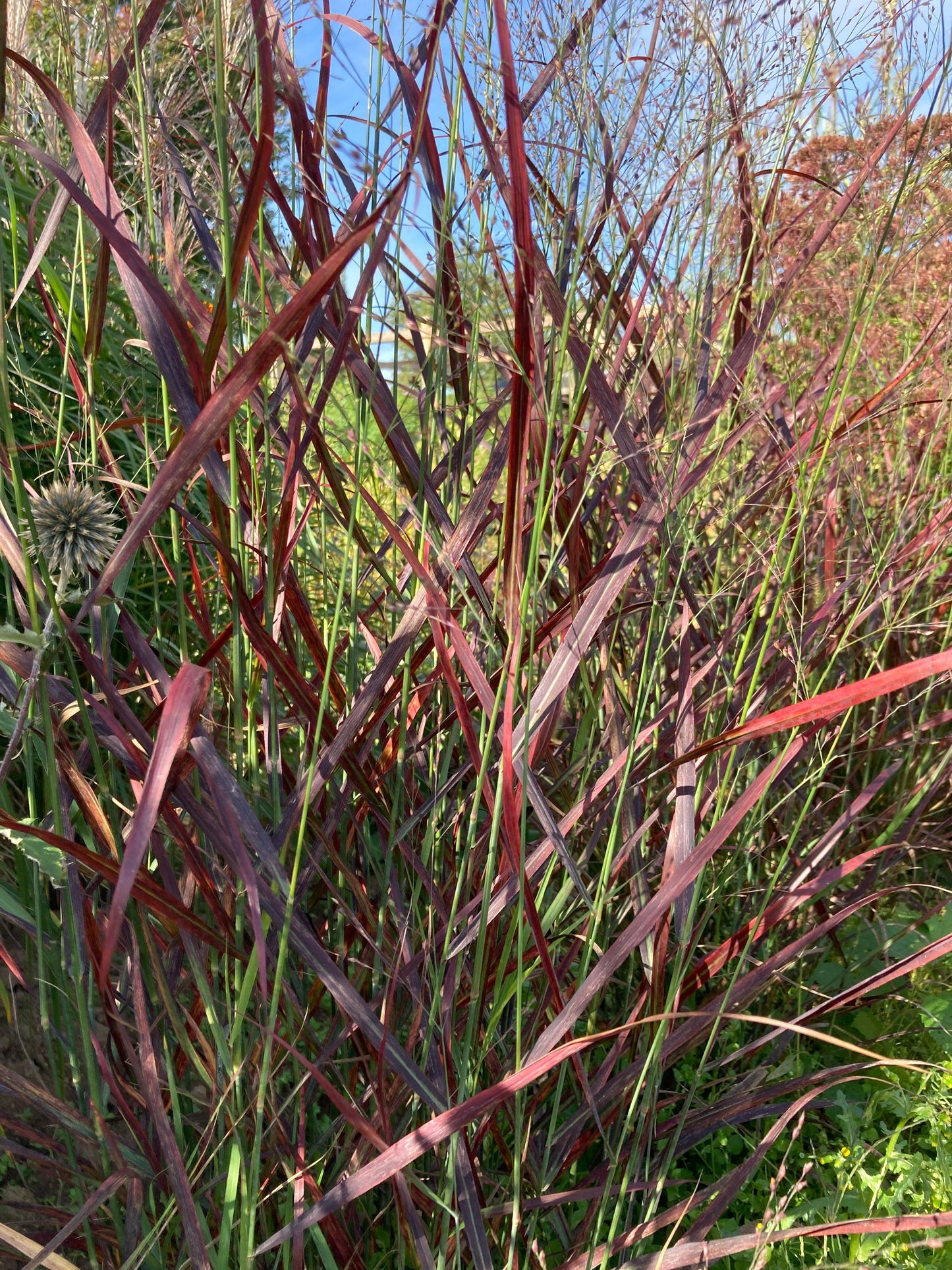 G0198 Grass, Panicum Virgatum 'hot Rod' - View 30 from www redcrocus com