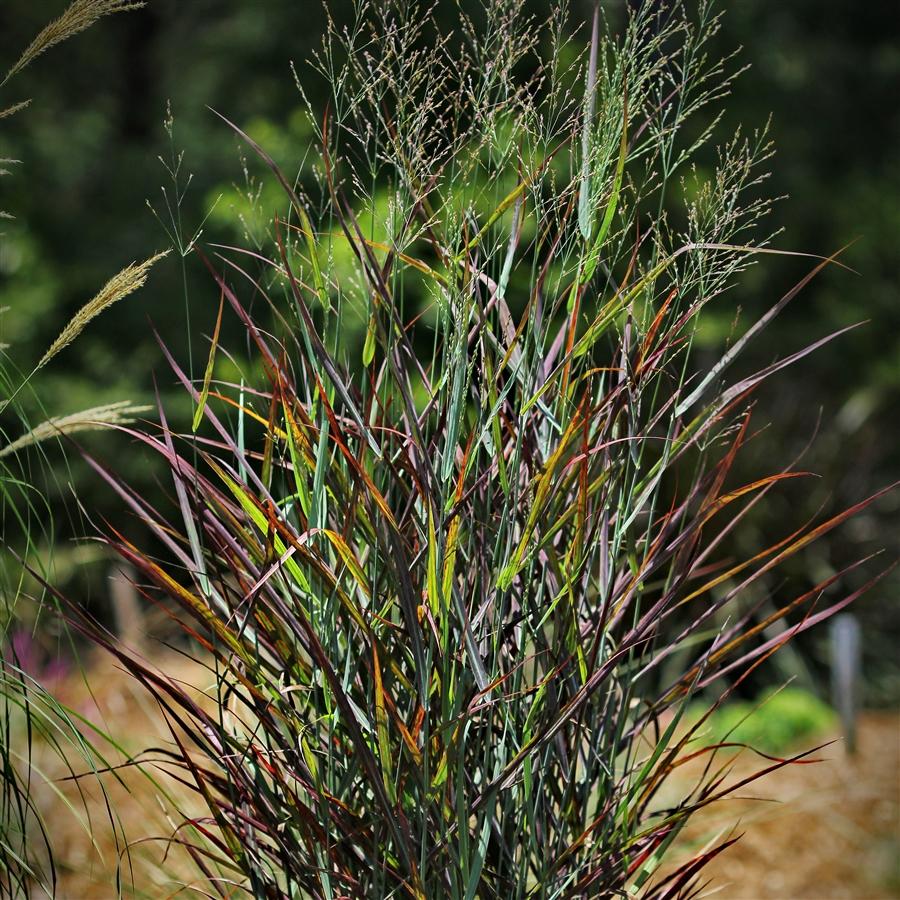 G0198 Grass, Panicum Virgatum 'hot Rod' - View 31 from www redcrocus com