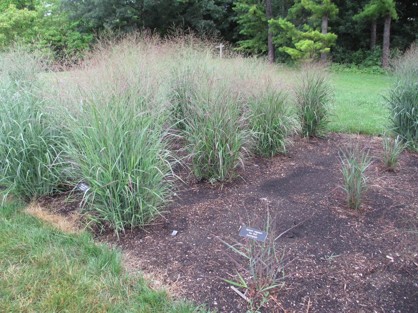 G0198 Grass, Panicum Virgatum 'hot Rod' - View 32 from www redcrocus com