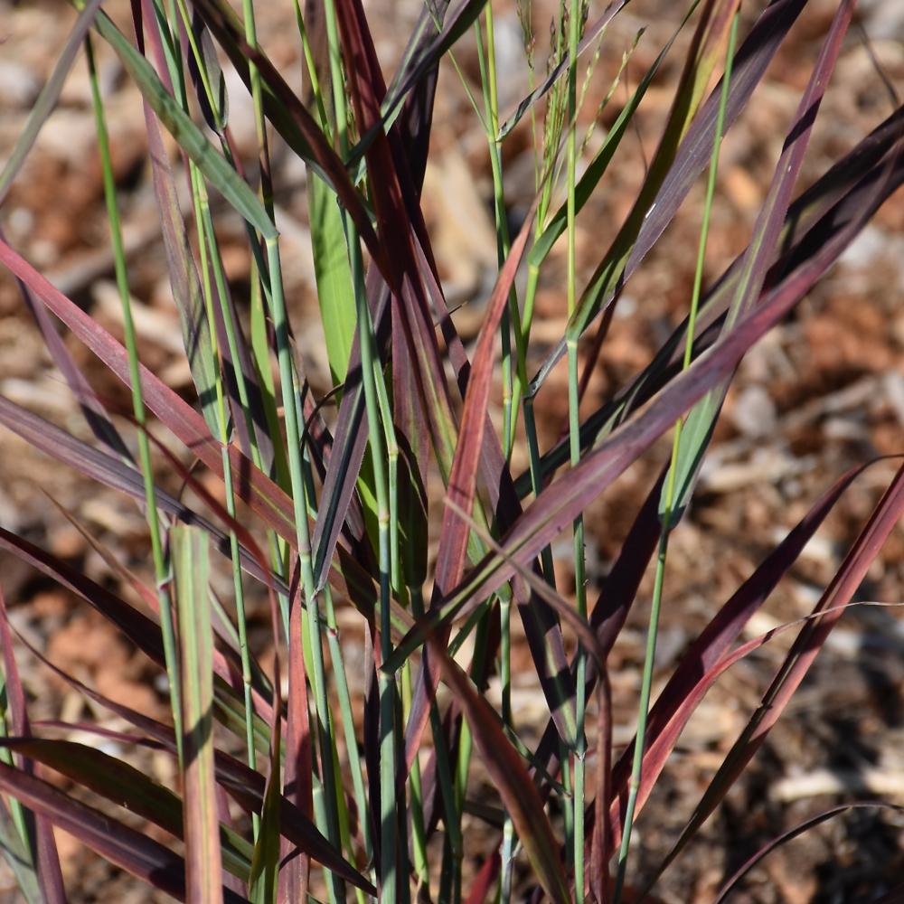 G0198 Grass, Panicum Virgatum 'hot Rod' - View 33 from www redcrocus com