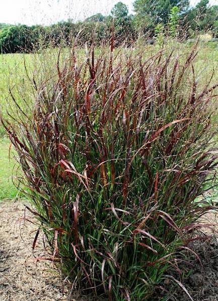 G0198 Grass, Panicum Virgatum 'hot Rod' - View 3 from www redcrocus com