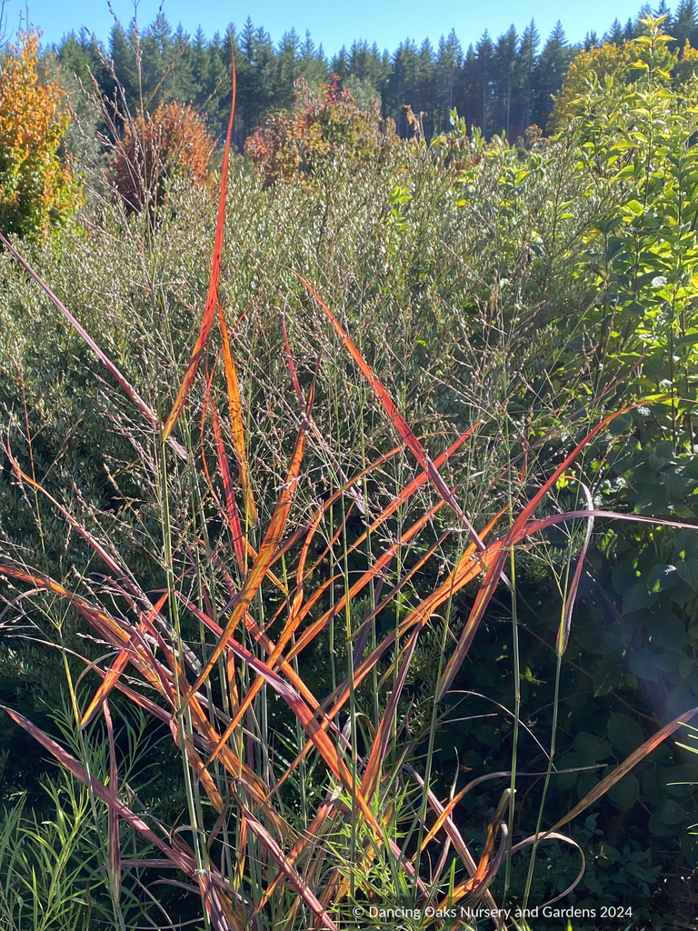 G0198 Grass, Panicum Virgatum 'hot Rod' - View 4 from www redcrocus com