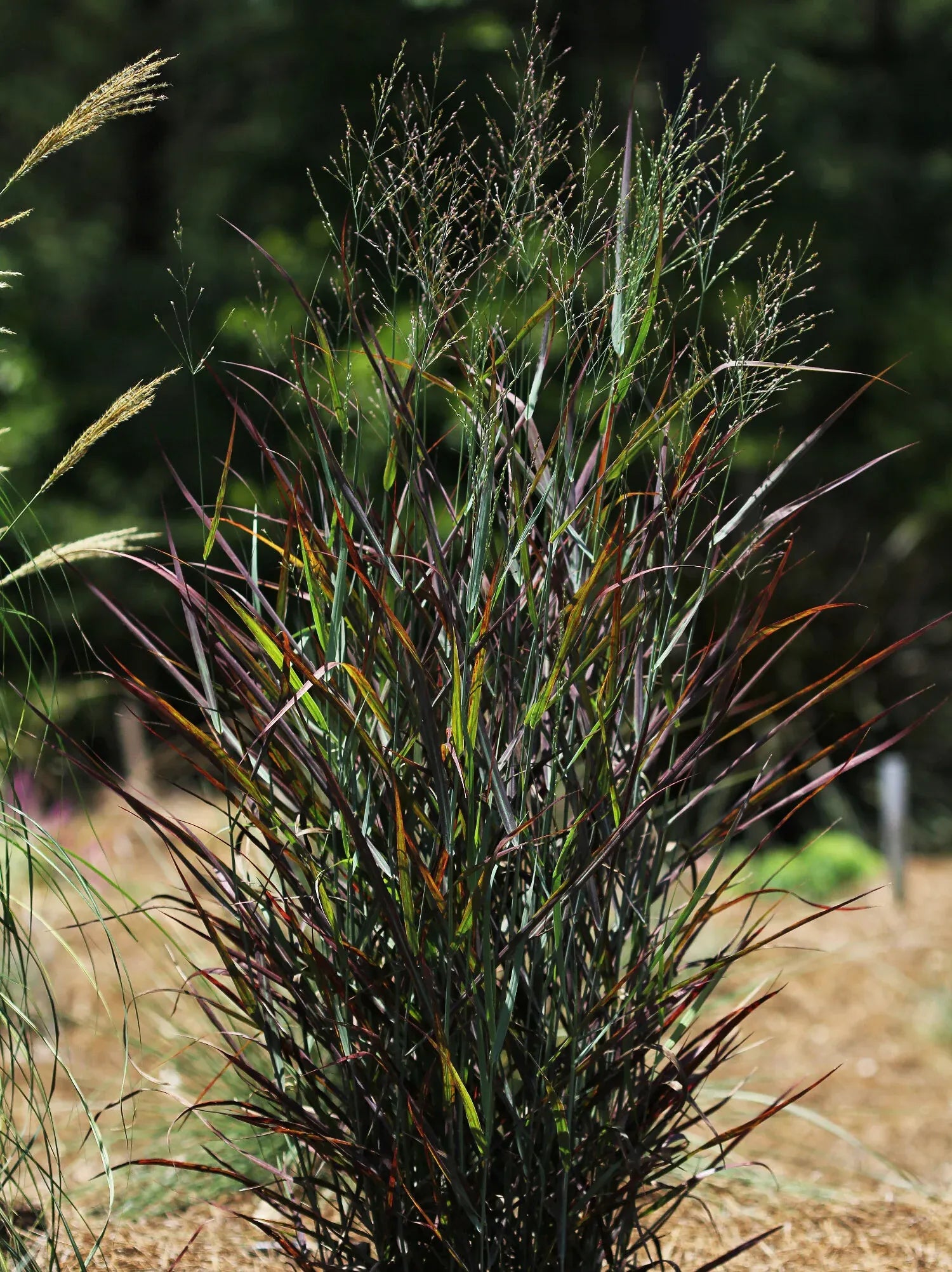 G0198 Grass, Panicum Virgatum 'hot Rod' - View 7 from www redcrocus com