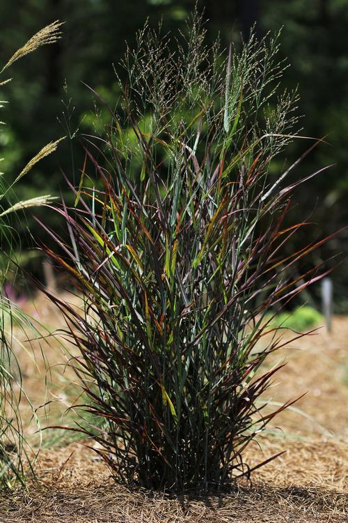 G0198 Grass, Panicum Virgatum 'hot Rod' - View 8 from www redcrocus com
