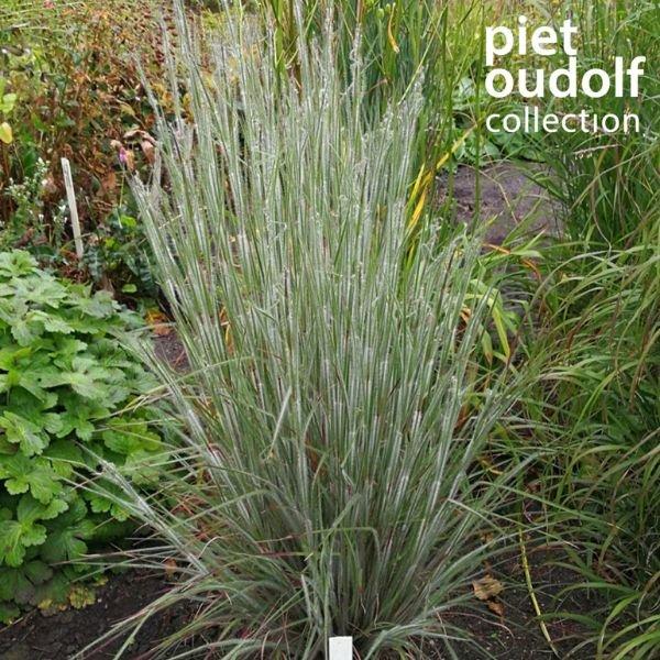 G0199 Grass, Schizachyrium Scoparium 'ha Ha Tonka' - View 10 from www redcrocus com