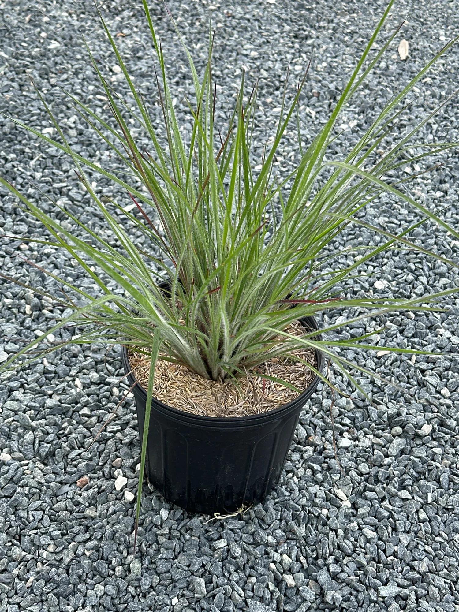 G0199 Grass, Schizachyrium Scoparium 'ha Ha Tonka' - View 13 from www redcrocus com