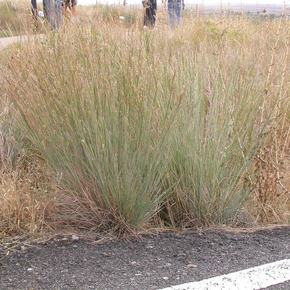 G0199 Grass, Schizachyrium Scoparium 'ha Ha Tonka' - View 14 from www redcrocus com