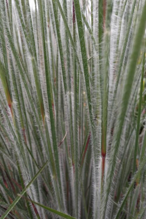 G0199 Grass, Schizachyrium Scoparium 'ha Ha Tonka' - View 16 from www redcrocus com