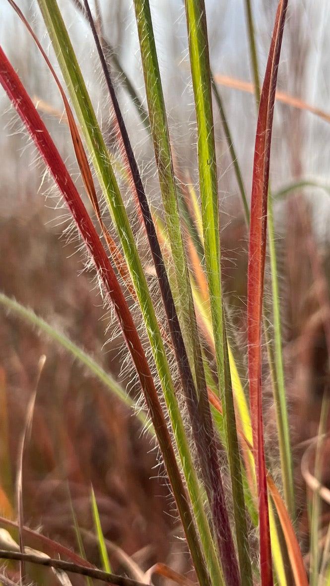 G0199 Grass, Schizachyrium Scoparium 'ha Ha Tonka' - View 19 from www redcrocus com