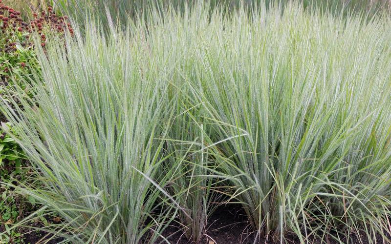 G0199 Grass, Schizachyrium Scoparium 'ha Ha Tonka' - View 20 from www redcrocus com