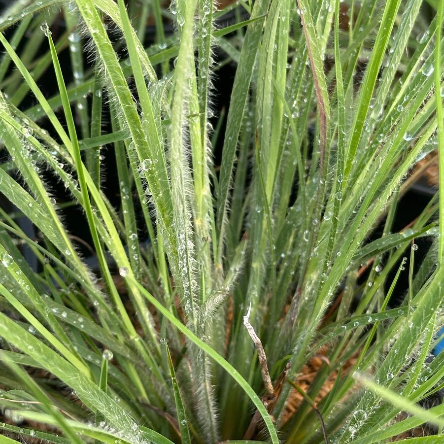 G0199 Grass, Schizachyrium Scoparium 'ha Ha Tonka' - View 22 from www redcrocus com
