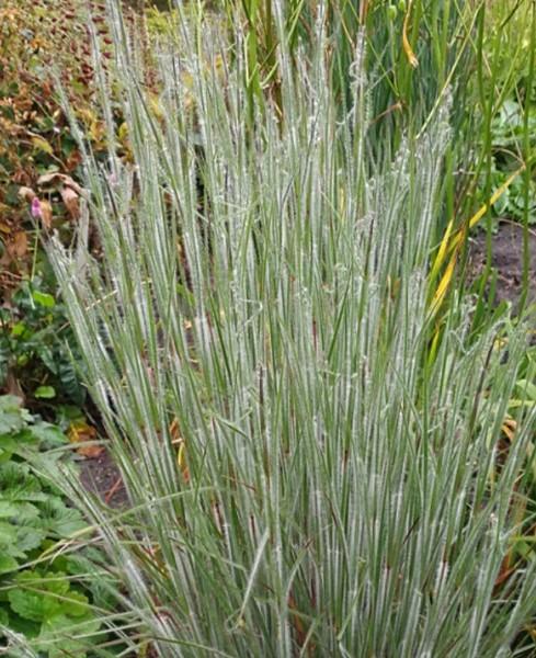 G0199 Grass, Schizachyrium Scoparium 'ha Ha Tonka' - View 25 from www redcrocus com
