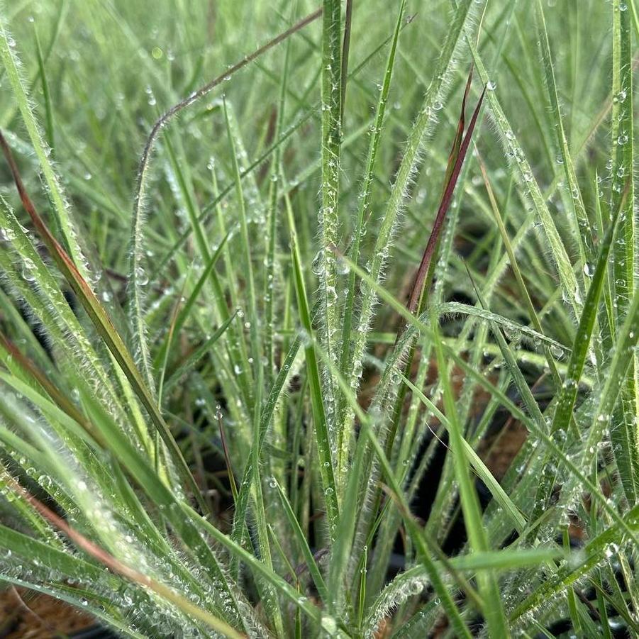 G0199 Grass, Schizachyrium Scoparium 'ha Ha Tonka' - View 28 from www redcrocus com