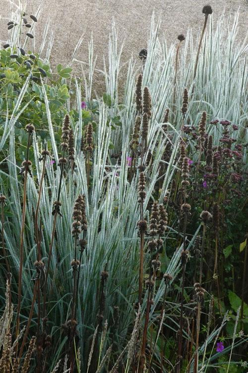 G0199 Grass, Schizachyrium Scoparium 'ha Ha Tonka' - View 29 from www redcrocus com