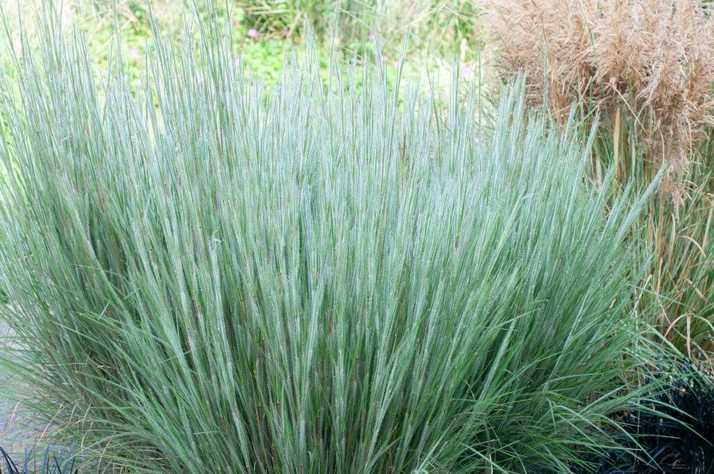 G0199 Grass, Schizachyrium Scoparium 'ha Ha Tonka' - View 3 from www redcrocus com